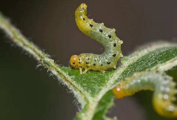 stock image Sawfly larvae 06