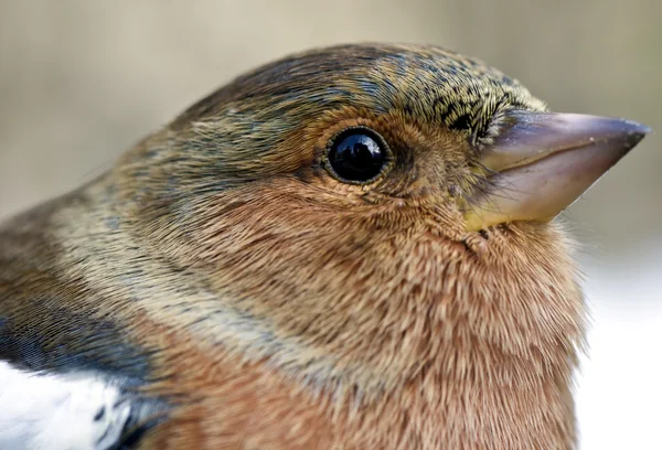 stock image Common chaffinch