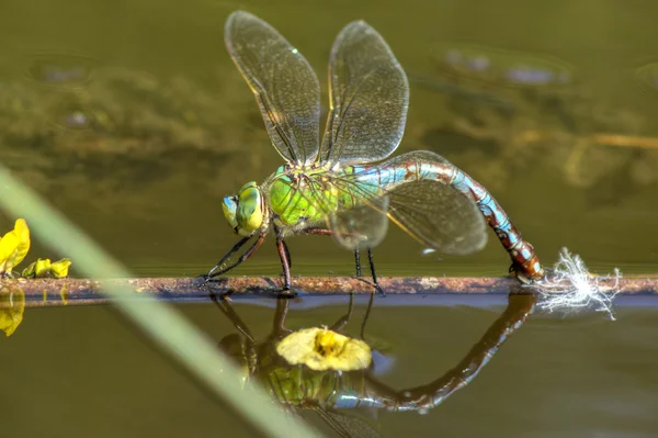 stock image Emperor dragonfly 02