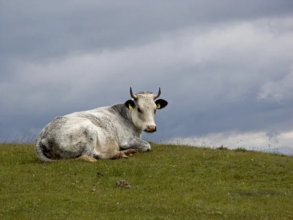 Горная корова 1 — стоковое фото