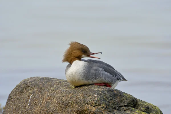 stock image Goosander 1