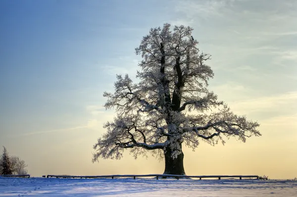 Зимний дуб 3 — стоковое фото
