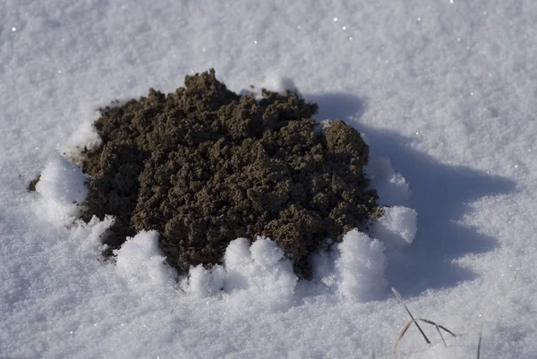 stock image Fresh molehill