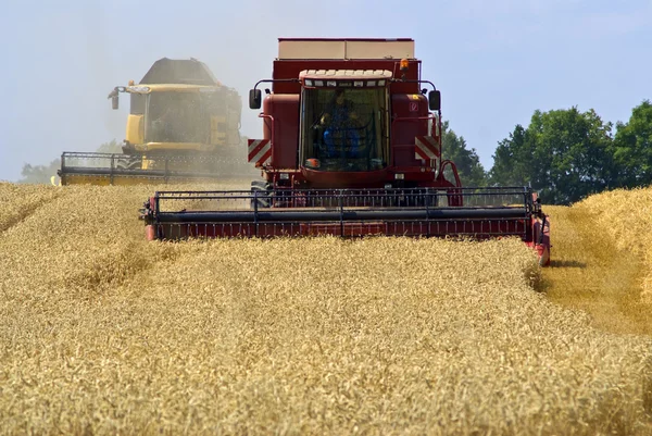 Grain harvest 3 — Stock Photo, Image