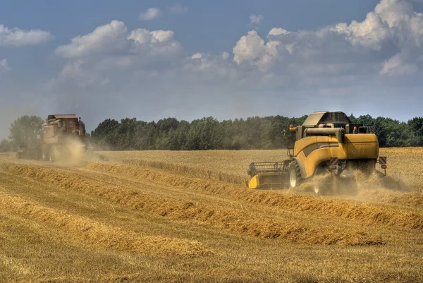Grain harvest 4 — Stock Photo, Image