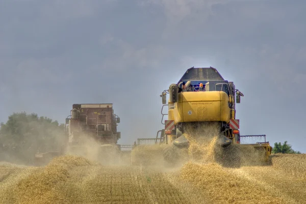 Grain harvest 1 — Stock Photo, Image