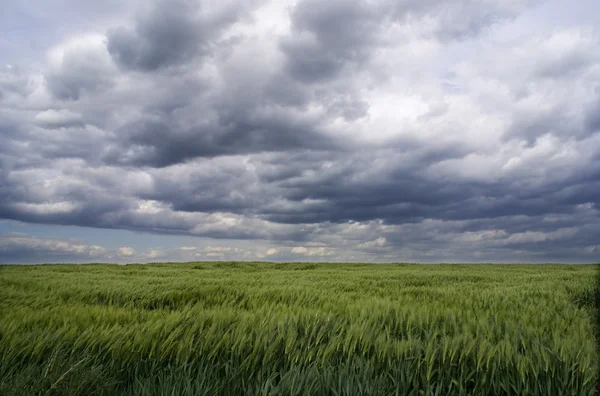 Grain field in the wind — Stock Photo, Image