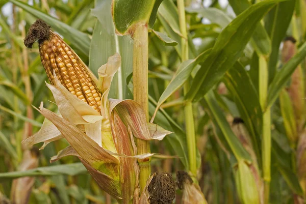 Corn 03 — Stock Photo, Image