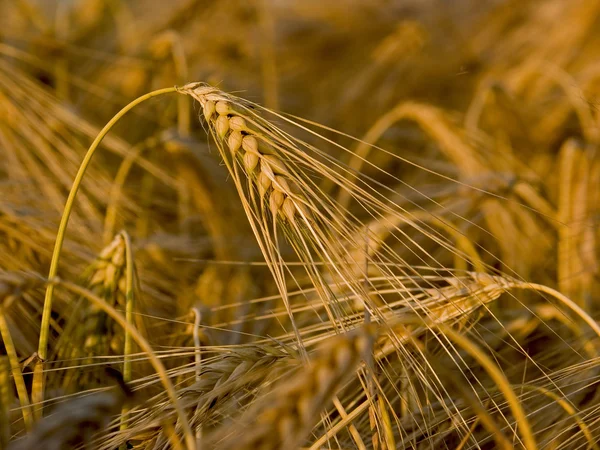 Winter-barley 1 — Stock Photo, Image