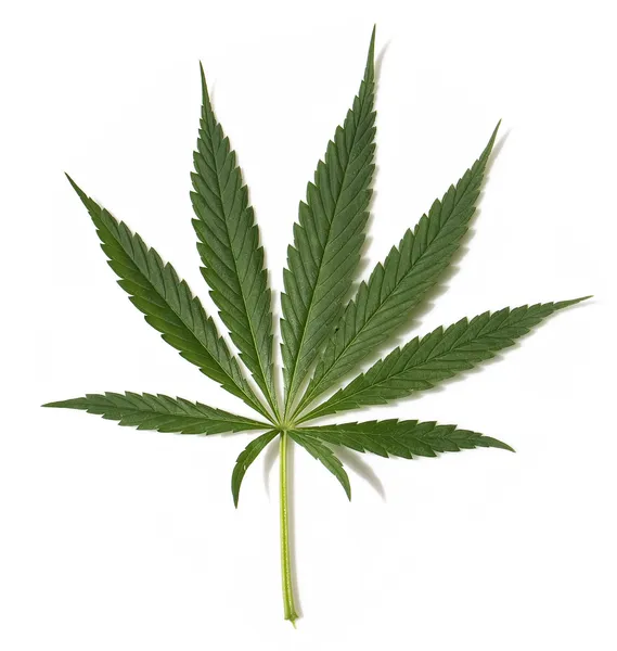 麻の植物 2 ストック画像