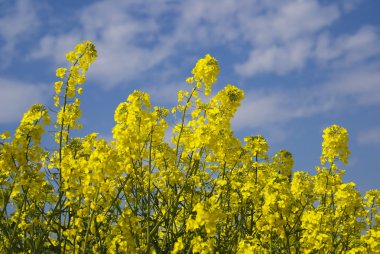 Rapeseed field 3 clipart