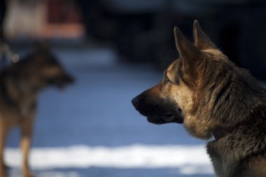 bekçi köpeği