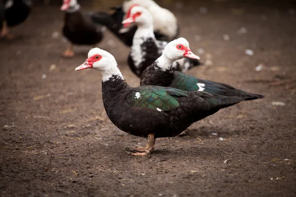 Patos de raça especial — Fotografia de Stock