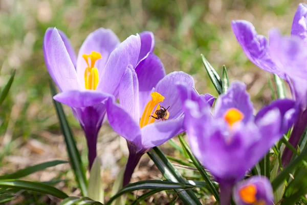 stock image Bee on a flower