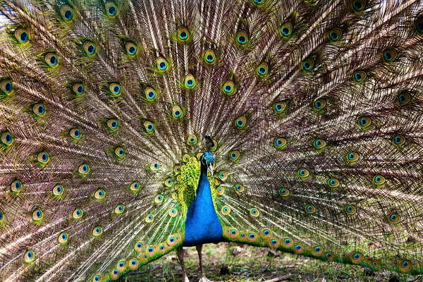 Peacock - Stock Image - Everypixel