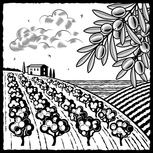 Пейзаж з оливковим гаєм чорно-білий — стоковий вектор