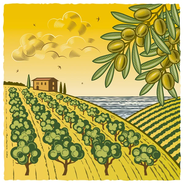 Landschap met olijfboomgaard — Stockvector
