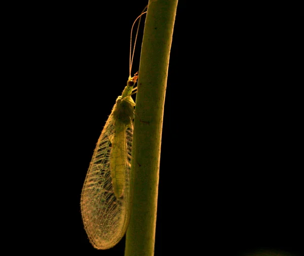 Lacewing — Stok fotoğraf