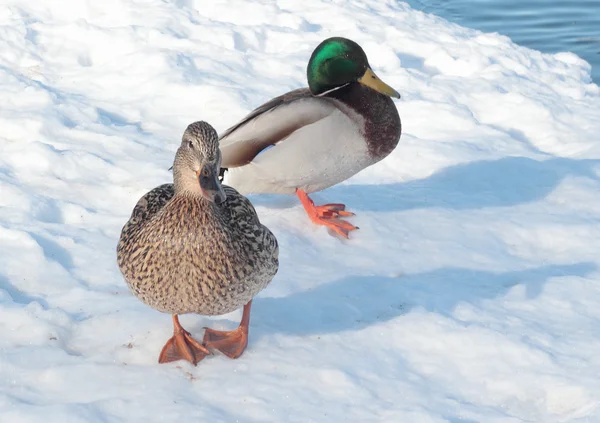 Dos patos en la nieve — Foto de Stock