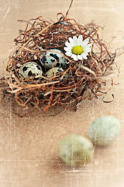 Ovos de aves grunge no ninho . — Fotografia de Stock