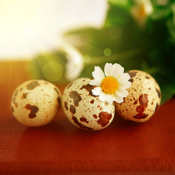Huevos de ave en nido . — Foto de Stock