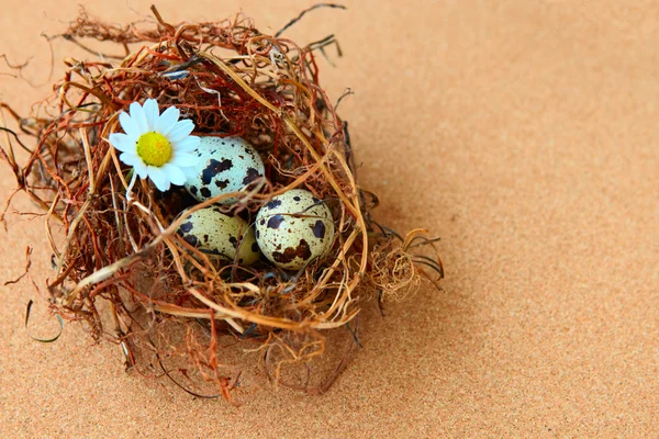 Kuş yumurtaları yuvada. — Stok fotoğraf