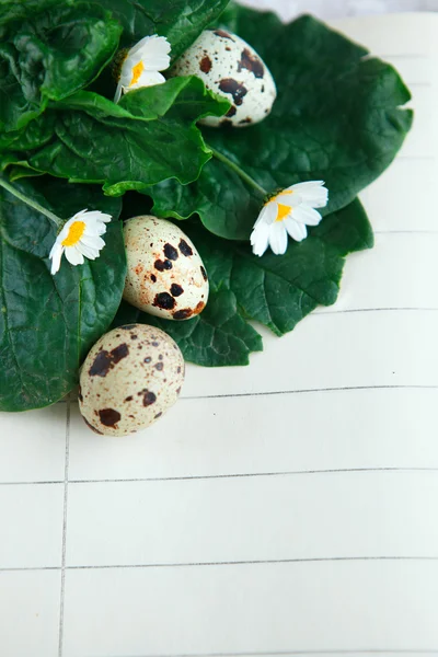 Huevos de ave en cuaderno — Foto de Stock