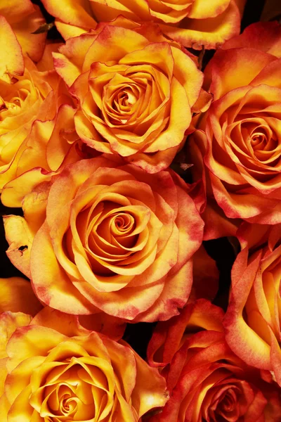 Żółte i pomarańczowe róże na niebieskim tle — Zdjęcie stockowe