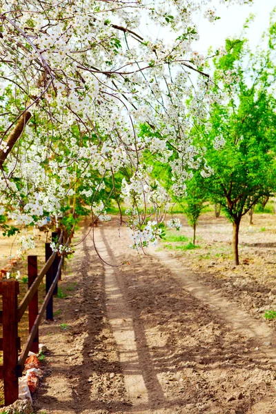 Kirazli cseresznye blloming — Stock Fotó