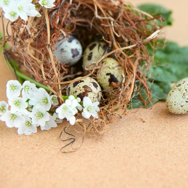 Huevos de ave en nido . Imagen de archivo