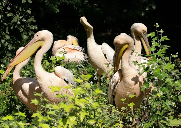 Pink Pelican — Stock Photo, Image