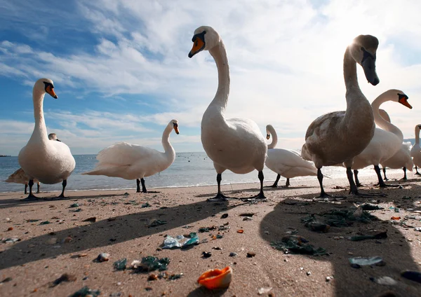 stock image Scandinavian Swans