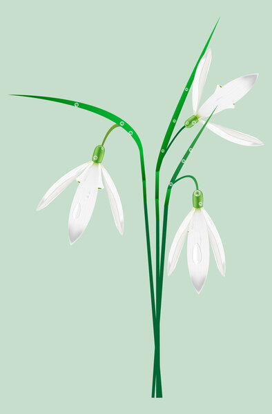 Snowdrops