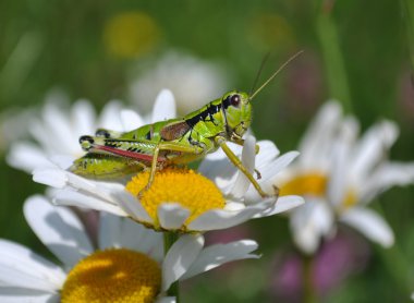 Grasshopper on margaret clipart