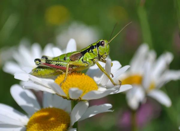 stock image Grasshopper on margaret