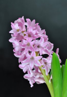 pembe hyacinthus orientalis