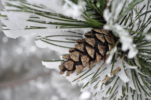 Ramo de pinheiro em neve — Fotografia de Stock