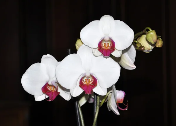 Phalaenopsis orkidé — Stockfoto