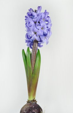 Mavi hyacinthus orientalis, ortak sümbül