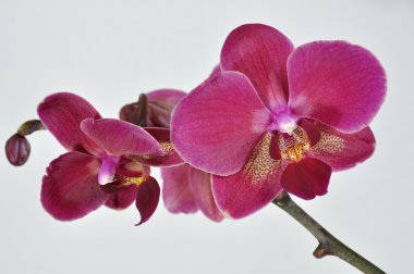 Red phalaenopsis orchid clipart