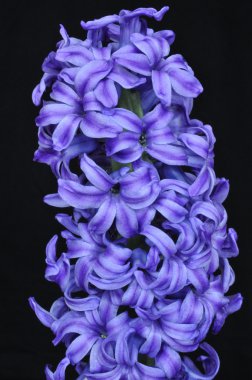 Mavi hyacinthus orientalis, ortak sümbül