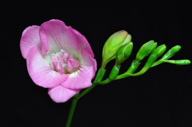 Pink freesia isolated on black clipart