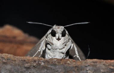 Big hawk moth , Sphinx convolvuli clipart