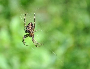 araneus diadematus örümcek