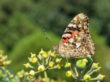 Vanessa cardui, Painted Lady