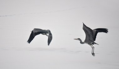 grote grijze heron tijdens de vlucht