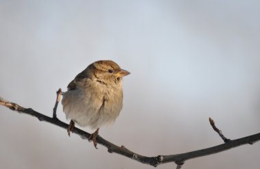 Evi sparrow, passer domesticus