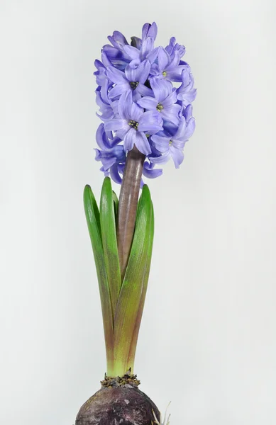 stock image Blue Hyacinthus orientalis, Common Hyacinth