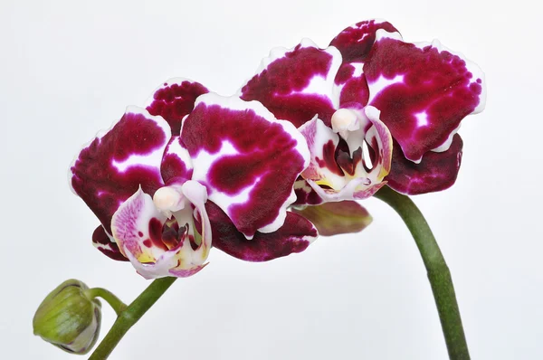 Seltene Phalaenopsis-Orchidee — Stockfoto