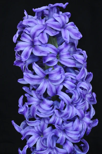 Blå Hyakinthos orientalis, gemensamma hyacint — Stockfoto